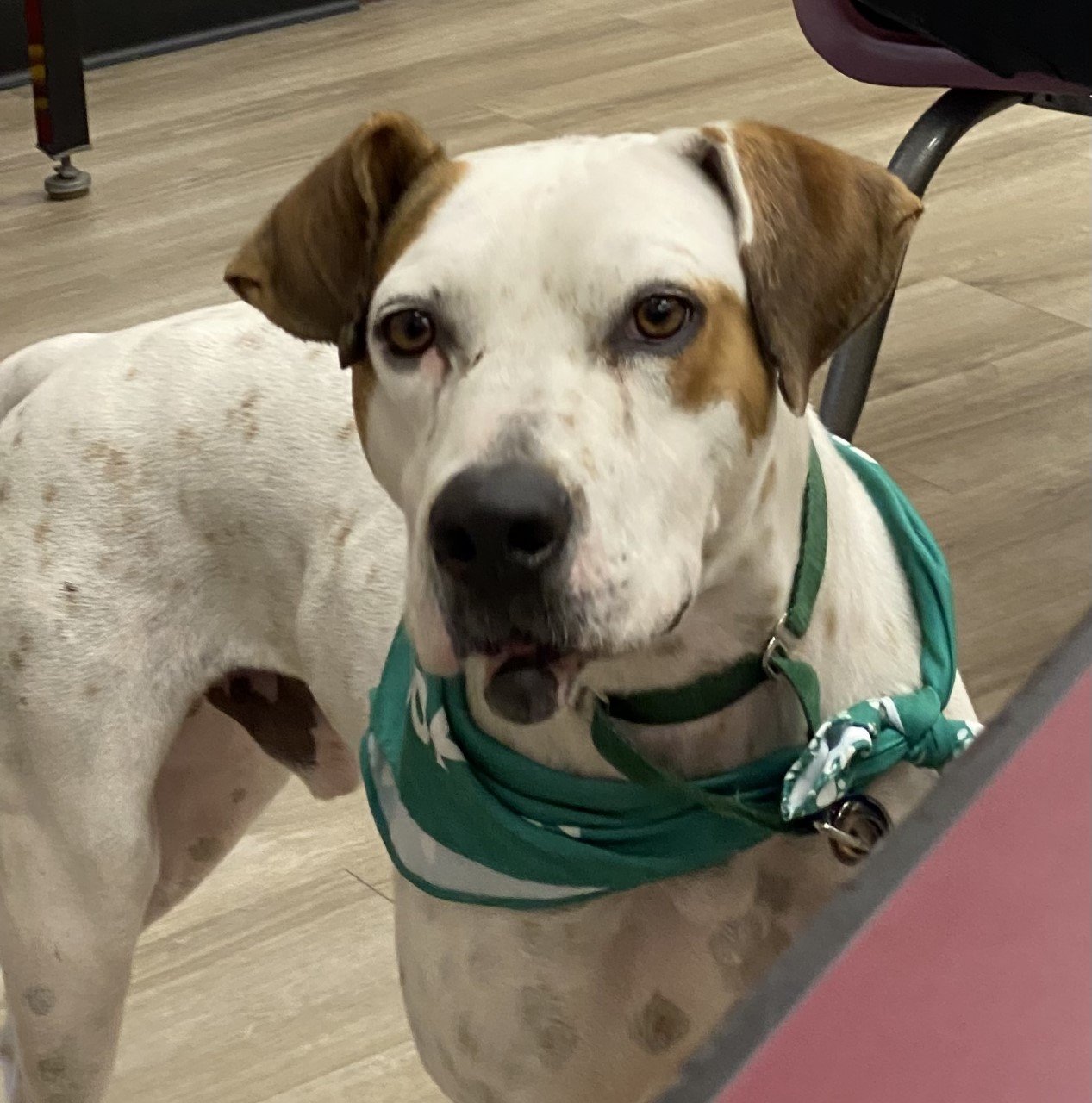 Flapjack came to Caloosa Humane Society with injuries and needed surgery right away. He has physical scars from his past life, but could not be any sweeter. Flapjack is great with kids and other dogs. Flapjack is 3 yrs. old. [Photo courtesy Caloosa Humane Society]
